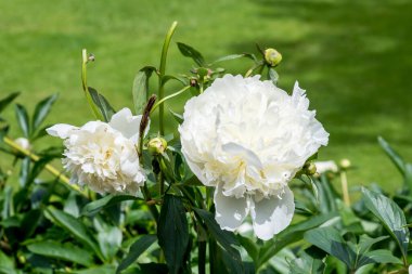 Güneşli bir yaz gününde, bahçedeki iki büyük, narin, beyaz şakayık çiçeğini kapat. Güzel bir açık hava çiçekli arka plan, yumuşak odak ile çekilmiş.