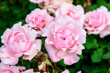 Güneşli bir yaz gününde bahçesinde taze pembe gülleri ve yeşil yaprakları olan büyük yeşil çalılar. Yumuşak bir odak ile çekilmiş güzel bir açık hava çiçekli arka plan.