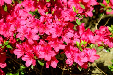 Açelya 'nın narin pembe çiçekleri ya da güneşli bir Japon baharı bahçesindeki Rhododendron bitkisinin çalıları, güzel açık hava çiçekleri.