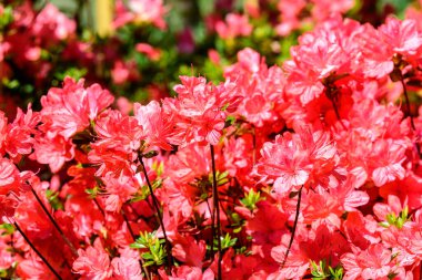 Açelya 'nın narin pembe mor çalıları ya da güneşli bir Japon baharı bahçesinde Rhododendron bitkileri, güzel açık hava çiçekleri.