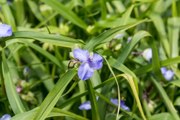 关闭了一朵蓝色的小花和绿叶的小花 在一个阳光明媚的夏季花园 美丽的室外花卉背景下 通常被称为弗吉尼亚蜘蛛侠或蓝衣 — 图库照片