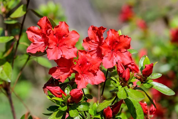 Açelya ya da Rhododendron bitkisinin narin kırmızı çiçeklerini güneşli bir baharda Japon bahçesinde, açık hava çiçeklerinin arka planında yumuşak odak ile çekilmiş.