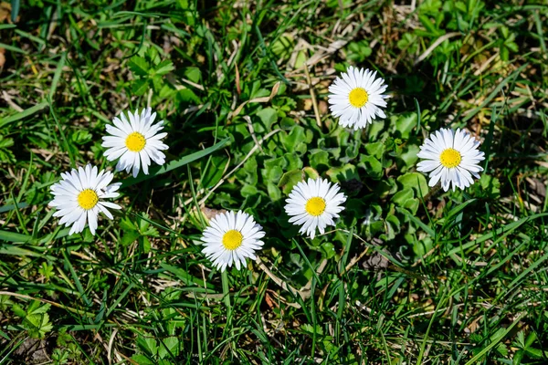 日当たりの良い春の庭で デイジーやベリス ペレニスの白い花やピンクの花の大規模なグループのトップビューまたはフラットレイアウト 美しい屋外の花の背景 — ストック写真