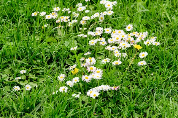 Vista Lateral Gran Grupo Margaritas Bellis Perennis Flores Blancas Rosadas —  Fotos de Stock