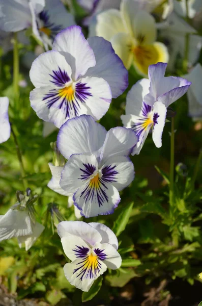 Blisko Delikatne Niebiesko Białe Bratki Ogrodzie Słoneczny Wiosenny Dzień Piękny — Zdjęcie stockowe