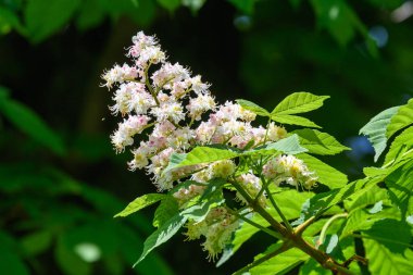 Güneşli bir bahar gününde, bahçesinde taze beyaz kestane çiçekleri ve büyük yeşil yaprakları olan bir dal, güzel bir açık hava çiçekli arka plan.