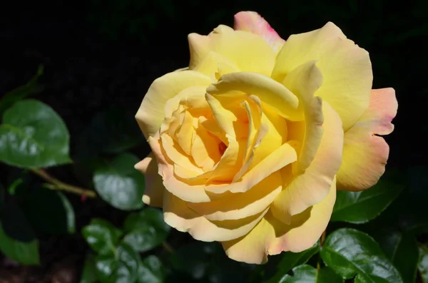 Semak Hijau Besar Dengan Mawar Kuning Cerah Dan Daun Hijau — Stok Foto