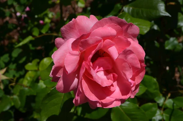 Primer Plano Una Rosa Rosada Viva Grande Delicada Plena Floración — Foto de Stock