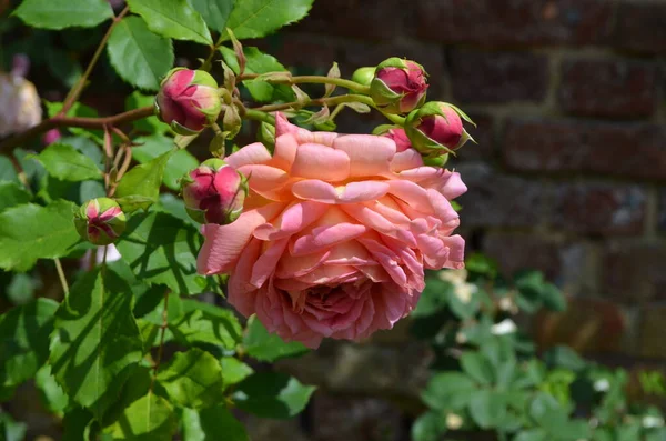 Primer Plano Una Rosa Rosada Vívida Grande Delicada Plena Floración — Foto de Stock