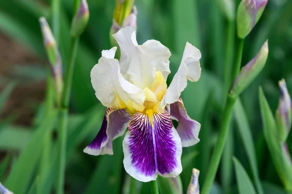 Primo Piano Bianco Fiore Iris Blu Verde Giardino Primaverile Soleggiato — Foto Stock