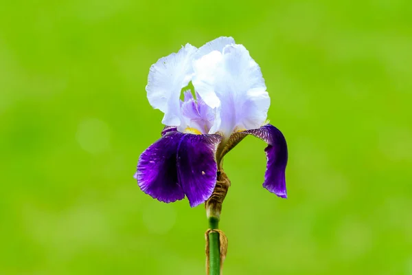 Primo Piano Bianco Fiore Iris Blu Verde Giardino Primaverile Soleggiato — Foto Stock