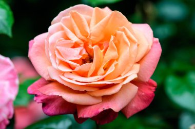 Arkaplanda bulanık yeşil yapraklar ile, doğrudan güneş ışığı altında, bir yaz bahçesinde çiçek açan büyük ve narin bir portakal gülüne yaklaş