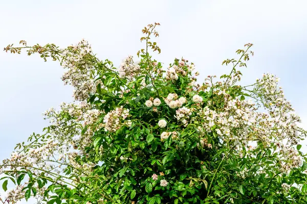 Großer Grüner Strauch Mit Frischen Zarten Weißen Rosen Und Grünen — Stockfoto