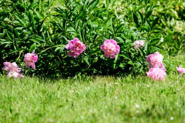 Güneşli bir bahar gününde, İngiliz kır evi tarzında bahçesinde çok sayıda canlı pembe şakayık çiçekleri olan Bush, güzel açık hava çiçekleri seçici bir odak noktasıyla fotoğraflandı.