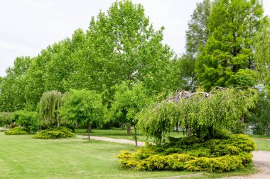 Minimalist tek renkli İskoç manzarası. Bahçesinde güzel büyük yeşil ağaçlar var. Yumuşak bir odak ile fotoğraflanmış.