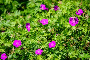 Geranium pratense ait pek çok narin açık mavi çiçek, yaygın olarak bilinen adıyla yabani bitki.