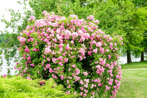 Çok sayıda canlı pembe mor gül ve güneşli bir yaz gününde bir bahçede yeşil yapraklar, güzel bir açık hava çiçekli arka plan yumuşak bir odak ile fotoğraflandı.