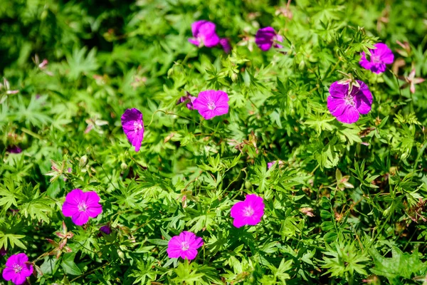 Wiele Delikatnych Jasnoniebieskich Kwiatów Dzikiej Rośliny Geranium Pratense Powszechnie Znanej — Zdjęcie stockowe