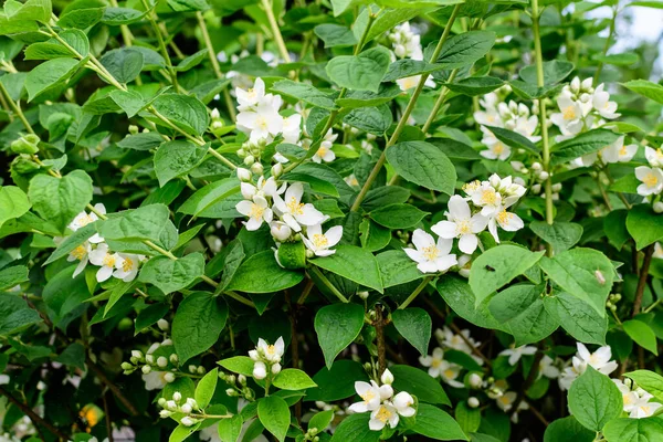 Fleurs Blanches Délicates Fraîches Feuilles Vertes Philadelphus Coronarius Plante Vivace — Photo