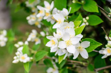 Güneşli bir yaz gününde, bir bahçede, tatlı portakal ya da İngiliz köpek ağacı olarak bilinen tatlı, narin, beyaz çiçekler ve the green leaf of β delphus coronarius süs bitkisi.