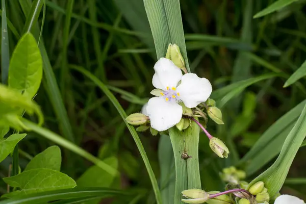 Primer Plano Pequeñas Flores Blancas Hojas Verdes Planta Tradescantia Virginiana —  Fotos de Stock