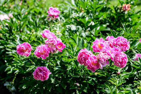 Bush Wieloma Dużymi Delikatnymi Żywymi Różowymi Kwiatami Piwonii Brytyjskim Ogrodzie — Zdjęcie stockowe
