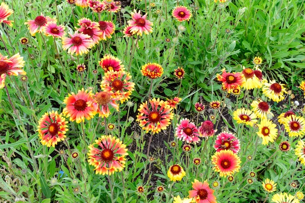 Molti Vividi Fiori Gaillardia Rossi Gialli Fiori Coperta Nome Comune — Foto Stock