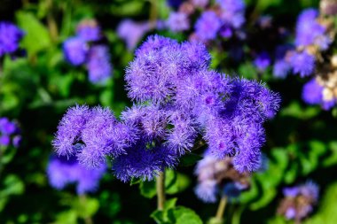 Ageratum Houstonianum bitkisinin geniş mavi çiçekleri genellikle kayıp çiçek, mavi vizon, mavi ot veya güneşli bir yaz bahçesindeki bir bahçede Meksika boya fırçası olarak bilinir.
