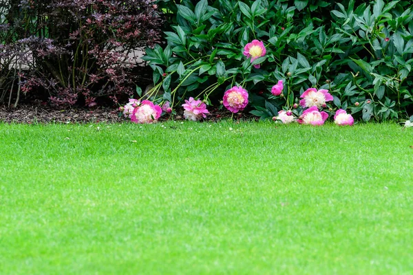 Bush Large Delicate Pink White Peony Flowers Direct Sunlight Garden — Stock Photo, Image