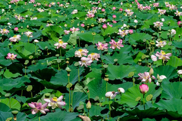 Primer Plano Muchas Delicadas Flores Lirio Agua Blanca Rosada Nymphaeaceae — Foto de Stock