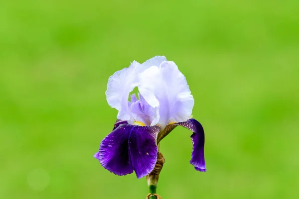 Primo Piano Bianco Fiore Iris Blu Verde Giardino Primaverile Soleggiato — Foto Stock