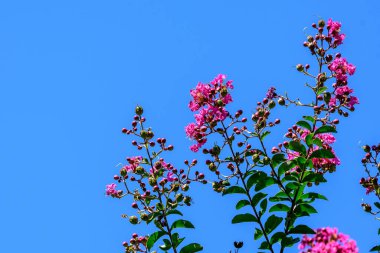 Lagerstroemia bitkisinin küçük pembe çiçeklerini kapatın, genellikle crape myrtle olarak da bilinir, güneşli bir yaz gününde İskoçya 'da mavi gökyüzüne doğru üç dal üzerinde, güzel bir açık hava çiçekli arka plan