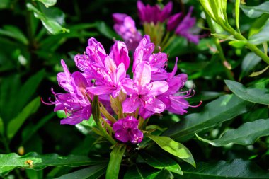 Açelya ve Rhododendron bitkilerinden oluşan narin pembe mor çalılar güneşli bir Japon baharı bahçesinde, güzel bir açık hava çiçeği arka planında.