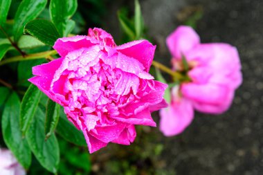 Yağmurlu bir bahar gününde, bahçesinde küçük su damlaları olan büyük, canlı, pembe bir şakayık çiçeği, güzel bir açık hava çiçekli arka plan.