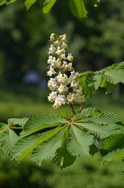 Güneşli bir bahar gününde, bahçesinde taze beyaz kestane çiçekleri ve büyük yeşil yaprakları olan bir dal, güzel bir açık hava çiçekli arka plan.