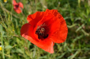 Güneşli bir yaz bahçesinde kırmızı bir gelincik çiçeğini kapat. Güzel bir açık hava çiçeğinin arka planı. Yumuşak odak ile çekilmiş.