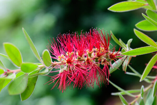 Close up of delicate red Callistemon flower, commonly known as bottlebrushes, in a garden in a sunny summer day, floral background photographed with soft focus