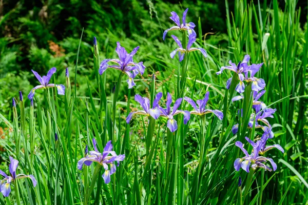 在一个阳光明媚的春天花园里 许多精致的蓝色虹膜花紧贴在绿色上 美丽的户外花卉背景映衬着柔和的焦点 — 图库照片