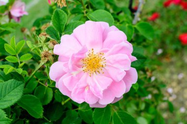 Güneşli bir yaz gününde, bahçedeki yeşil yapraklar ve çiçek arkaplanındaki narin pembe güllerden birini kapat. Yumuşak bir odak noktasıyla çekilmiş güzel bir çiçek arkaplanı.