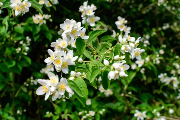 Frische Zarte Weiße Blüten Und Grüne Blätter Der Zierpflanze Philadelphus — Stockfoto