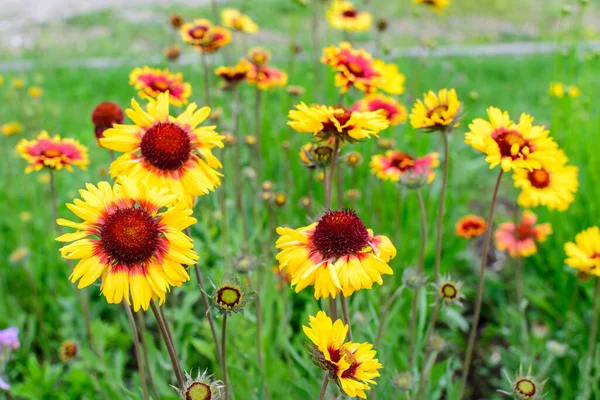 Viele Lebhafte Gelbe Und Rote Gaillardia Blüten Gebräuchliche Bezeichnung Deckenblume — Stockfoto