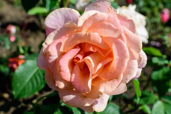Nahaufnahme Einer Zarten Leuchtend Rosa Magenta Rose Voller Blüte Und — Stockfoto
