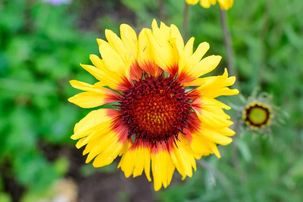 Draufsicht Auf Eine Lebendige Gelbe Und Rote Gaillardia Blume Gebräuchlicher — Stockfoto