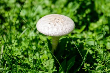 Bir beyaz Agaricus mantarına yaklaş ve güneşli bir yaz gününde, ormandaki yeşil çimenleri bulanıklaştır.
