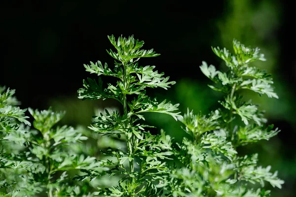 Artemisia Absinthium Taze Yeşil Yapraklarını Pelin Otu Grand Wormwood Absinthe — Stok fotoğraf