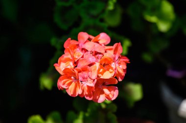Canlı kırmızı Pelargonium çiçekleri (yaygın olarak sardunya, pelargonyum ya da leylek gagası olarak bilinir) ve güneşli bir bahar gününde bahçedeki bir kaptaki taze yeşil yapraklar, çok renkli doğal doku