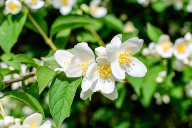 Güneşli bir yaz gününde, bir bahçede, tatlı portakal ya da İngiliz köpek ağacı olarak bilinen tatlı, narin, beyaz çiçekler ve the green leaf of β delphus coronarius süs bitkisi.