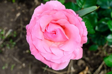 Güneşli bir yaz gününde, bahçedeki yeşil yapraklar ve çiçek arkaplanındaki narin pembe güllerden birini kapat. Yumuşak bir odak noktasıyla çekilmiş güzel bir çiçek arkaplanı.