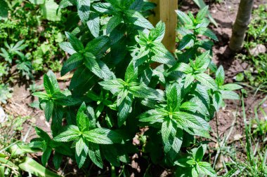 Doğrudan güneş ışığıyla birçok taze yeşil limon yaprağını kapatın, bir bitki bahçesinde, güneşli bir yaz gününde, güzel bir açık havada tek renkli arka planda yumuşak odak ile fotoğraflanmış.