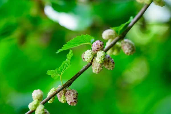 Petits Mûriers Blancs Jaunes Sauvages Noirs Avec Des Branches Arbre — Photo